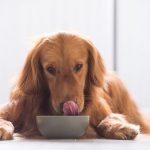 hypoallergenic food dogs