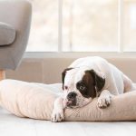 Dog Peeing on bed at night