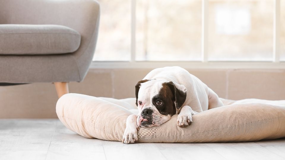 Dog Peeing on bed at night