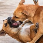 How to Break up a Fight Between Two Dogs