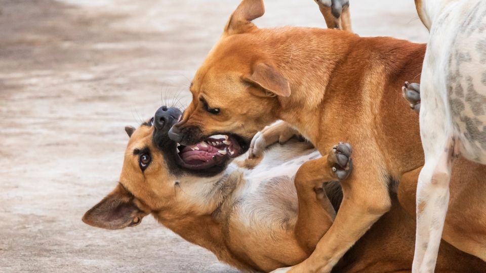 How to Break up a Fight Between Two Dogs