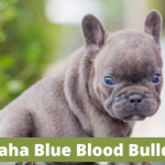 Alapaha Blue Blood Bulldog Breed Information