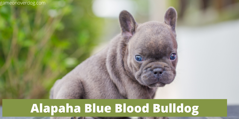 Alapaha Blue Blood Bulldog Breed Information