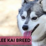Alaskan Klee Kai breed information