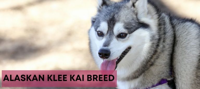 Alaskan Klee Kai breed information