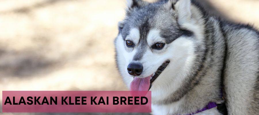 Alaskan Klee Kai breed information