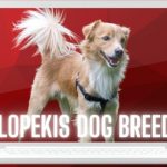 Alopekis Dog Breed