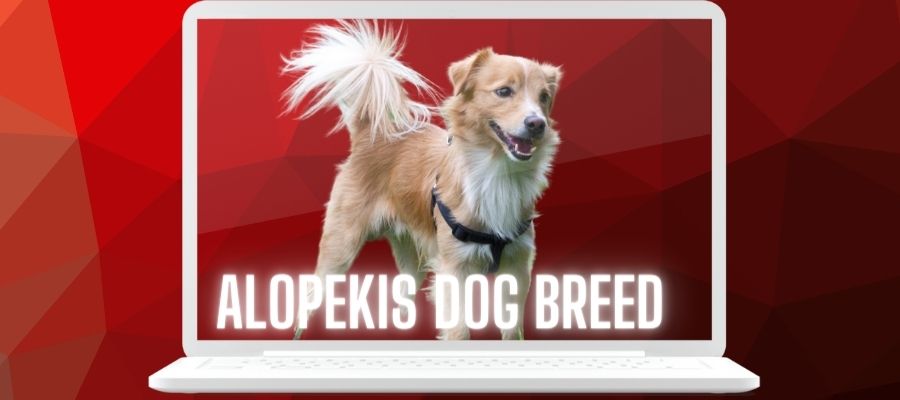 Alopekis Dog Breed