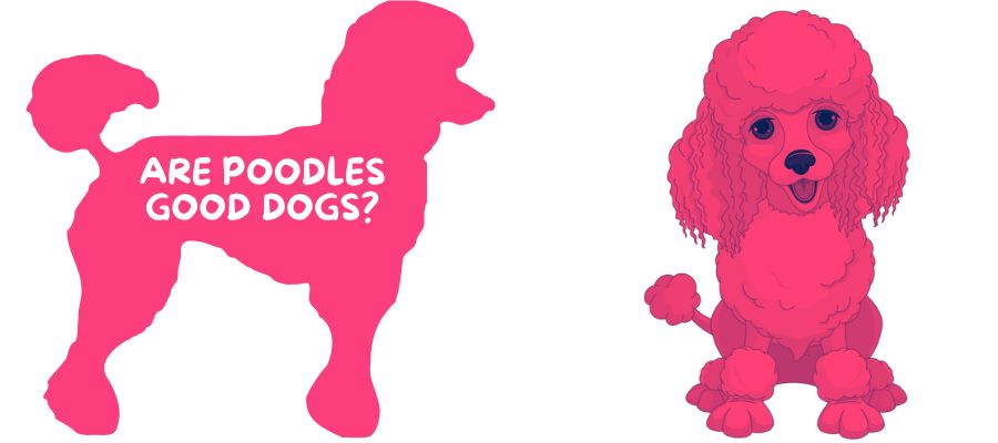 Are Poodles Good Dogs