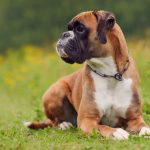 Boxer Dog Breed
