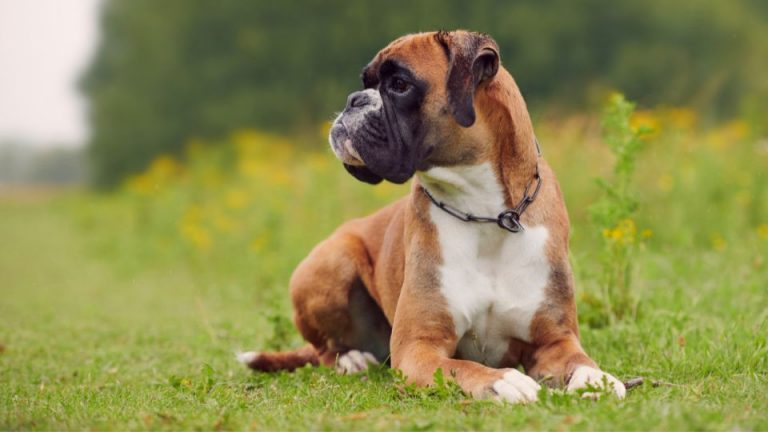 Boxer Dog Breed