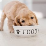how much to feed a puppy