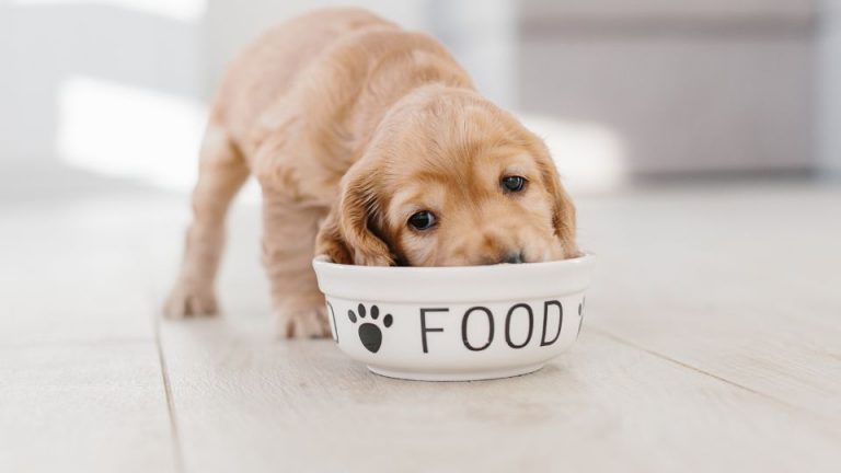 how much to feed a puppy