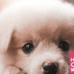 How to Take Care of a 5 Week old Puppy