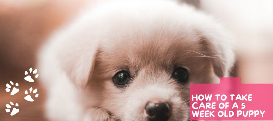 How to Take Care of a 5 Week old Puppy