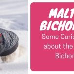 maltese bichon mix