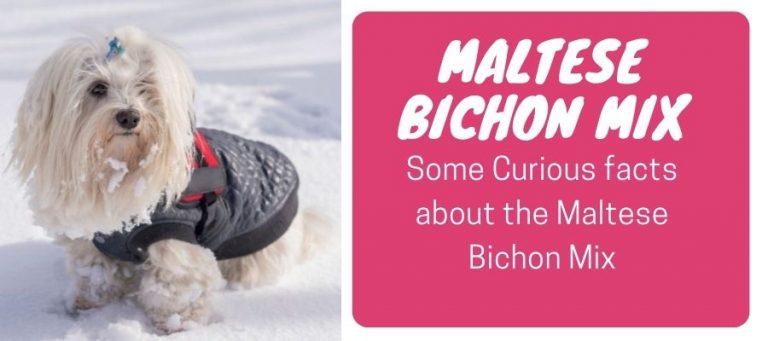 maltese bichon mix