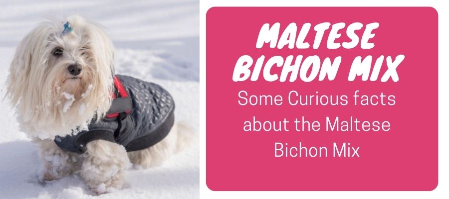maltese bichon mix
