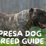 Presa Dog Breed
