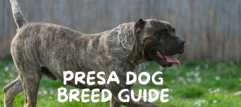 Presa Dog Breed