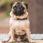 Pug Dog Breed