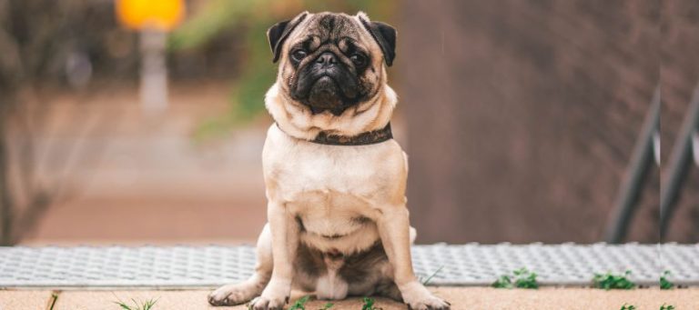 Pug Dog Breed