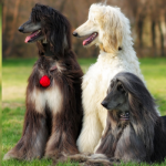 afghan hound dog breed