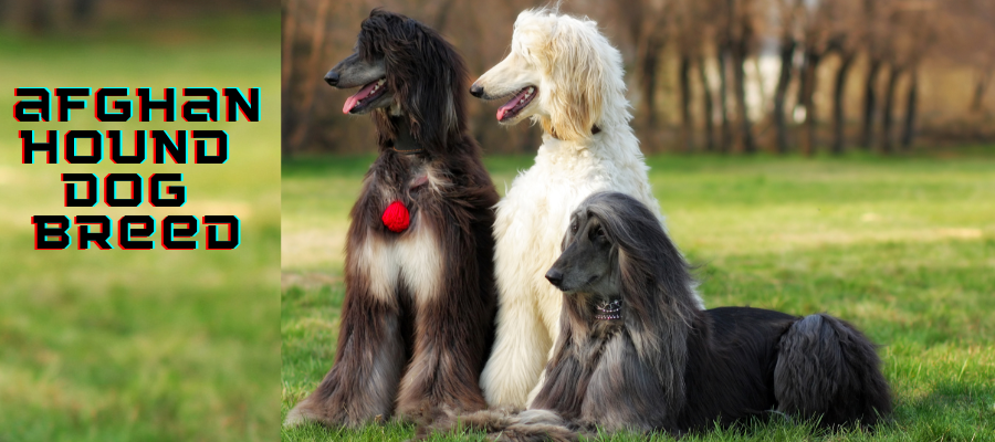 afghan hound dog breed
