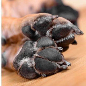 dog pads