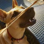 Africanis Dog breed