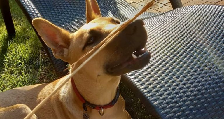 Africanis Dog breed