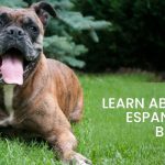 Alano Espanol Dog Breed