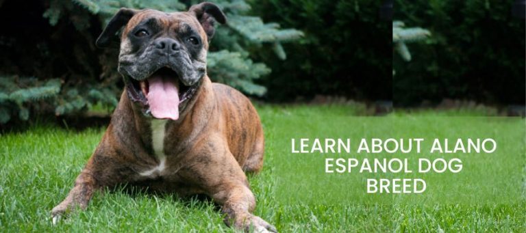 Alano Espanol Dog Breed