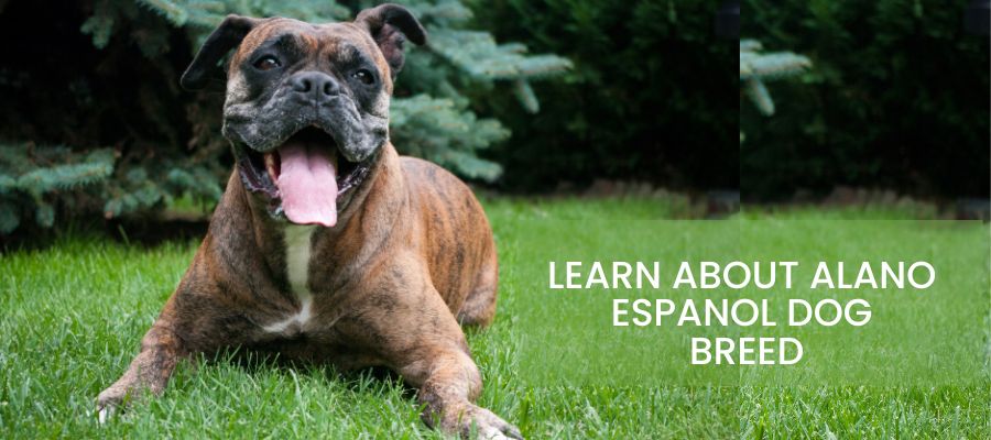 Alano Espanol Dog Breed