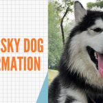 Alaskan Husky Dog Breed information
