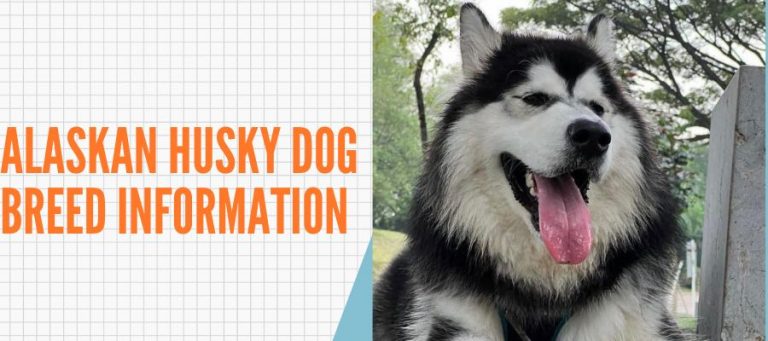 Alaskan Husky Dog Breed information
