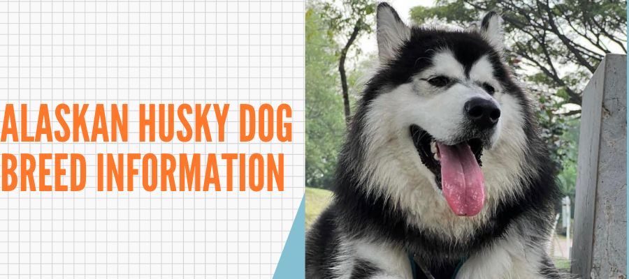 Alaskan Husky Dog Breed information