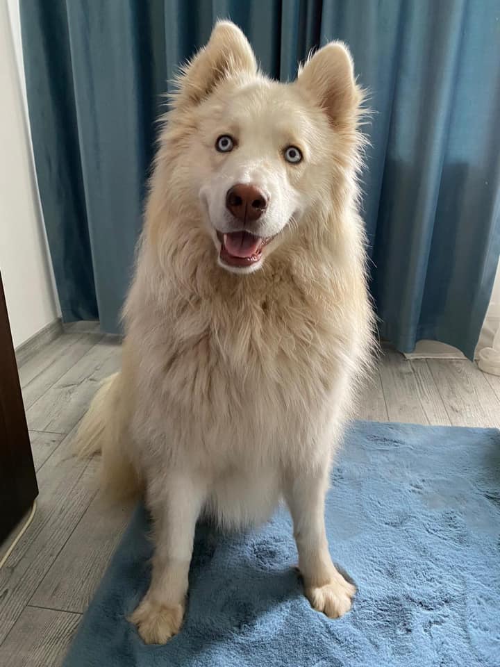 Alaskan Husky Dog Breed 2 Alaskan Husky dog breed