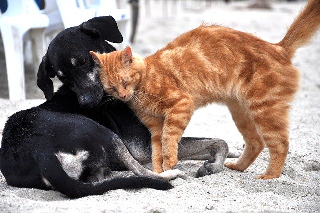 Can Cats and Dogs Coexist: How to Introduce to each other? 3 can cats and dogs coexist
