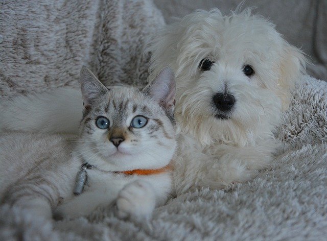 Can Cats and Dogs Coexist