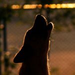 Why Do Dogs Howl