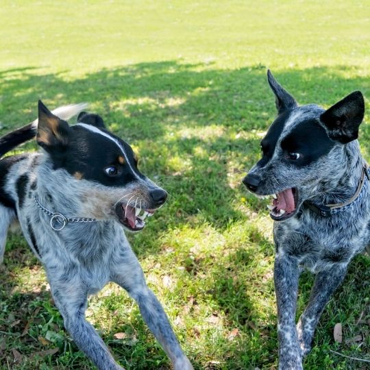 How to Break up a Fight Between Two Dogs? 2 How to Break up a Fight Between Two Dogs