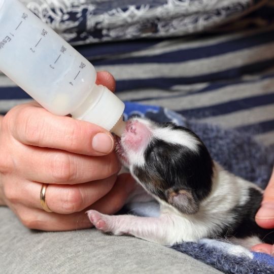 How to feed an orphaned puppy