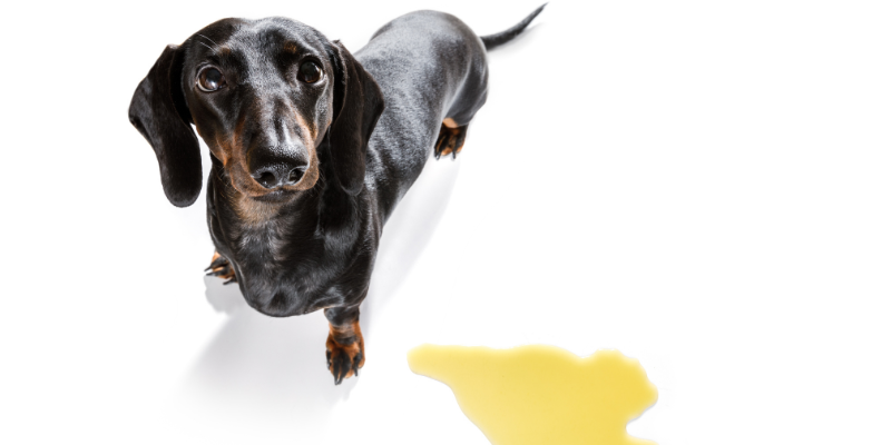 dog peeing on bed at night