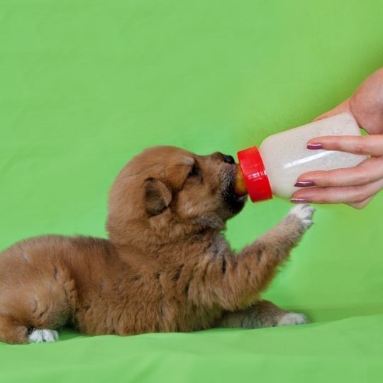 How to Feed an Orphaned Puppy