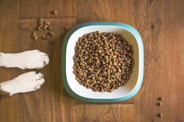 How to Educate a Puppy: Hypoallergenic Foods for Dogs 2 hypoallergenic dog food