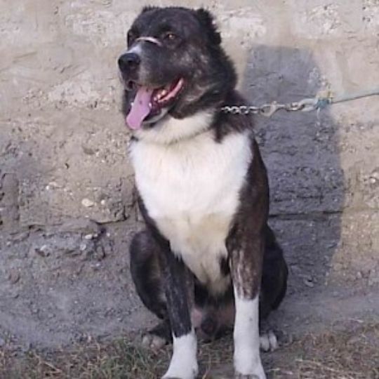 Afghan Mastiff Dog Breed