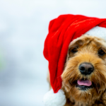 Aidi Dog breed