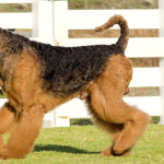 Airedale Terrier dog breed