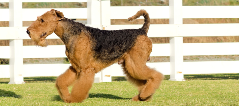 Airedale Terrier dog breed